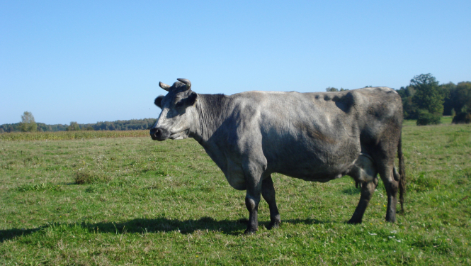 Zilā govs uz zaļas zāles un zem zilām debesīm, skatās uz priekšu