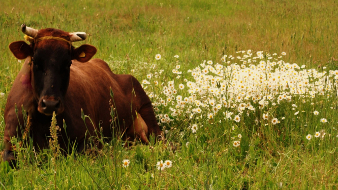 Brūna govs apgulusies zaļā pļavā, blakus baltām pļavas puķēm