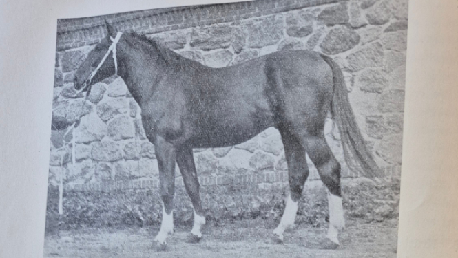 Grāmatas atvērums par zirgiem, augšpusē zirgs brūnā krāsā, apakšpusē gaišā tonī