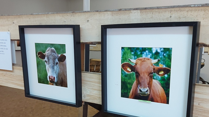 Govju fotogrāfijas muzejā