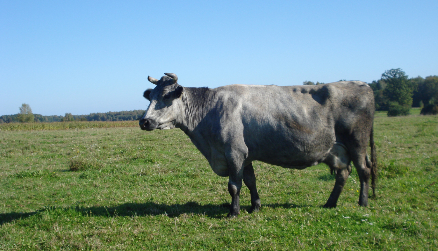 Zilā govs uz zaļas zāles un zem zilām debesīm, skatās uz priekšu