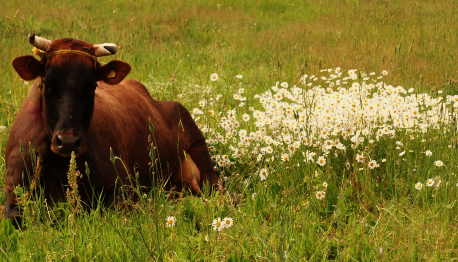 Brūna govs apgulusies zaļā pļavā, blakus baltām pļavas puķēm