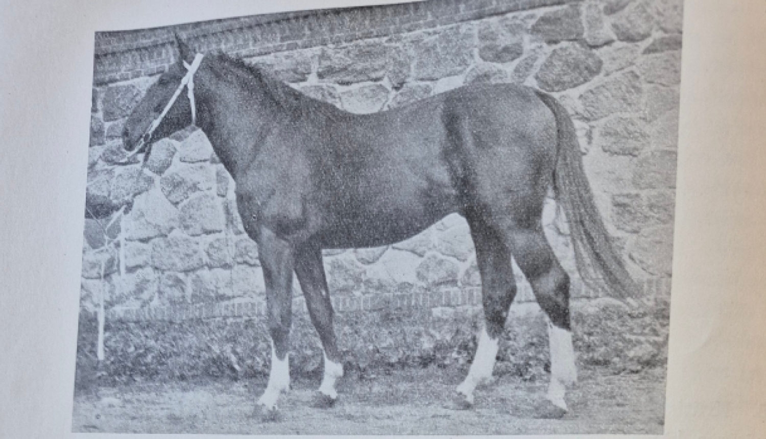 Grāmatas atvērums par zirgiem, augšpusē zirgs brūnā krāsā, apakšpusē gaišā tonī