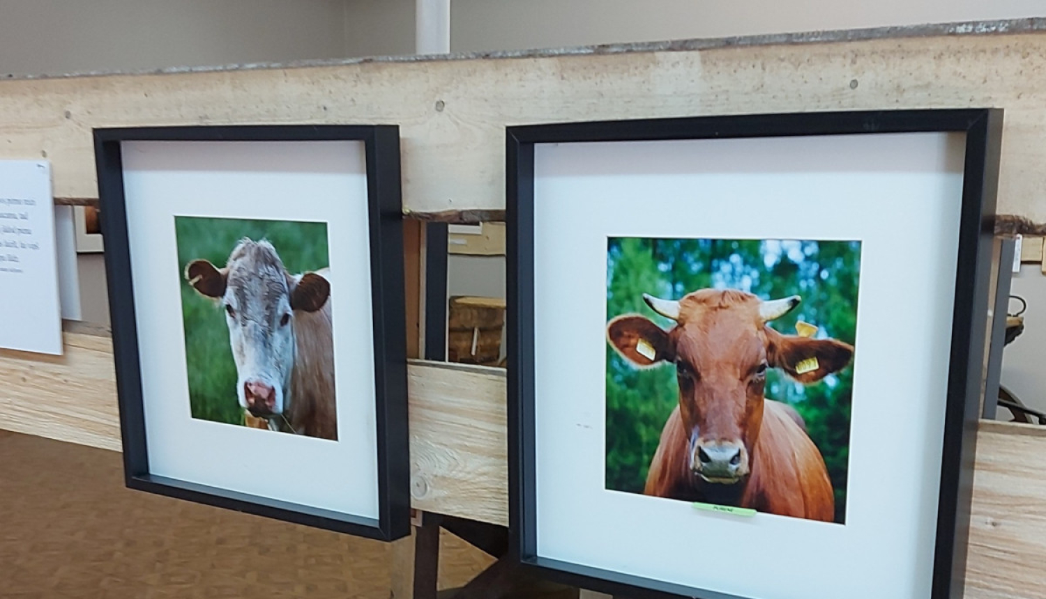 Govju fotogrāfijas muzejā